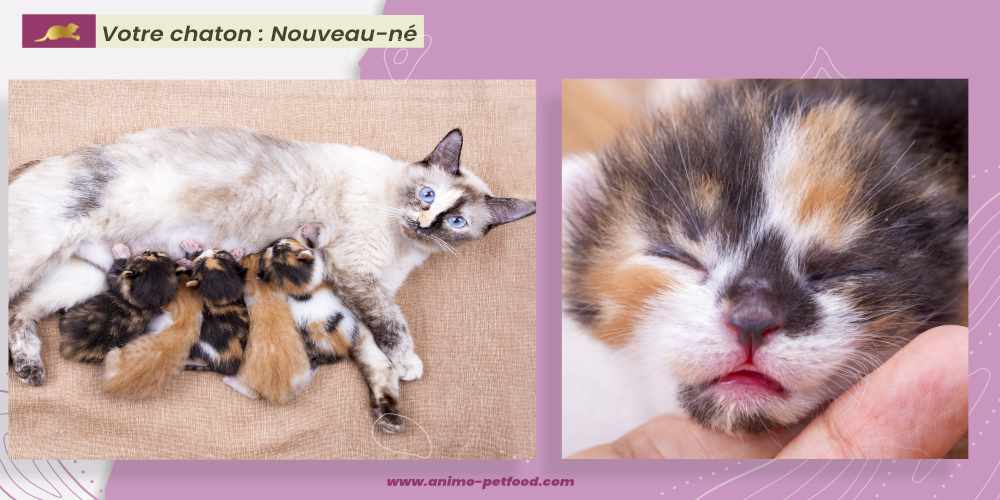chaton-age-0-2-semaines